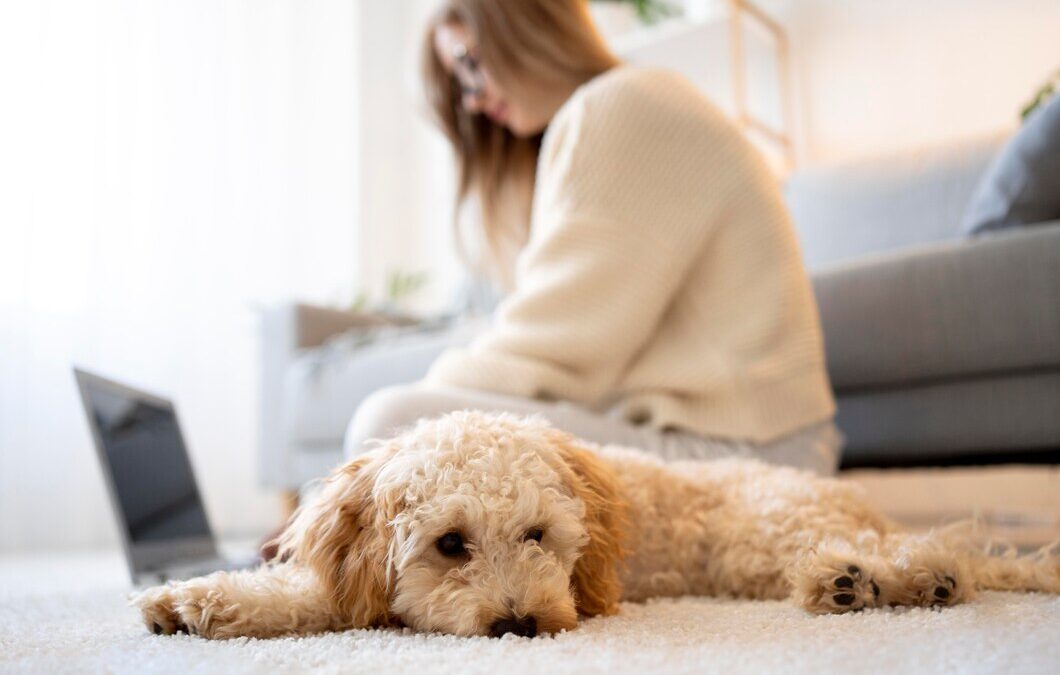 Say Goodbye to Stubborn Pet Stains and Odors in Folsom Homes