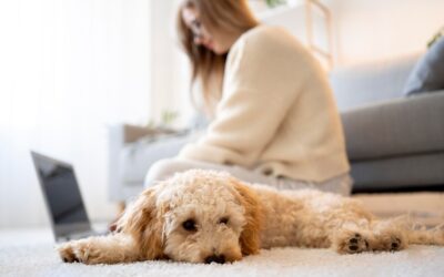 Say Goodbye to Stubborn Pet Stains and Odors in Folsom Homes