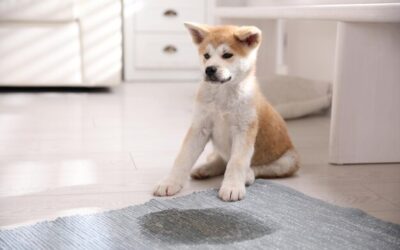 Essential Guide for Pet Stain and Odor Removal