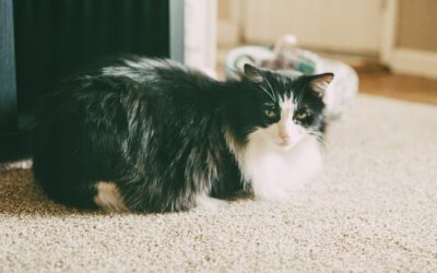 How Professional Pet Stain Removal Services Keep Your Carpets Fresh and Clean